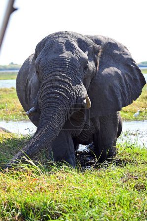 Téléchargez les photos : Gros plan de la tête d'un éléphant au parc national Chobe au Botswana, en Afrique - en image libre de droit