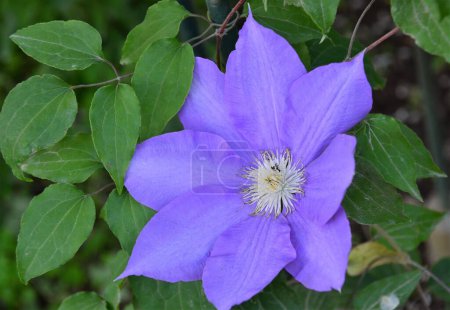 Photo for A close-up shot of a purple Asian virginsbower flower on a soft blurry background - Royalty Free Image