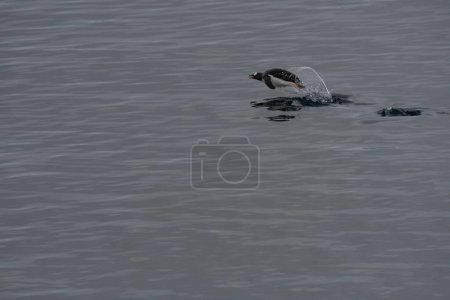 Foto de Una vista de pingüinos nadando en el agua - Imagen libre de derechos