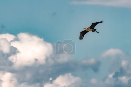 Téléchargez les photos : Plan rapproché d'un héron volant avec ses ailes grandes ouvertes - en image libre de droit