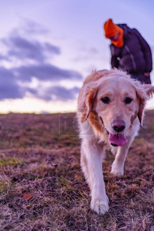 Téléchargez les photos : Un chien à fourrure du Labrador qui court sur le terrain - en image libre de droit