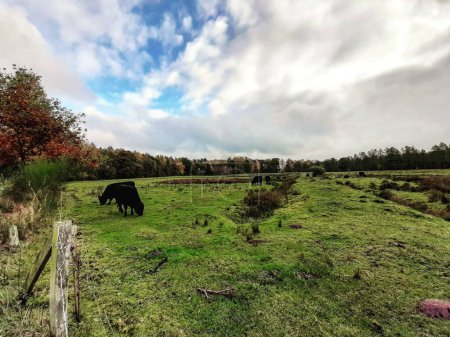 Foto de El hermoso cielo con nubes blancas sobre el campo verde con ganado pastando. - Imagen libre de derechos