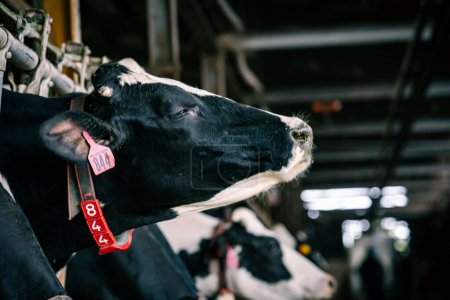 Téléchargez les photos : Un gros plan de vaches noires et blanches en cabine - en image libre de droit