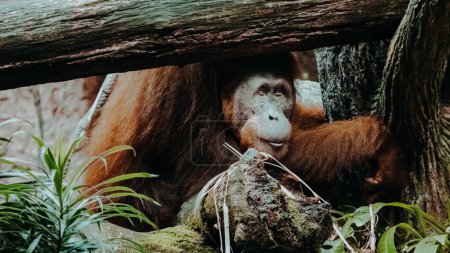Foto de Un primer plano del orangután de Sumatra bajo la madera - Imagen libre de derechos