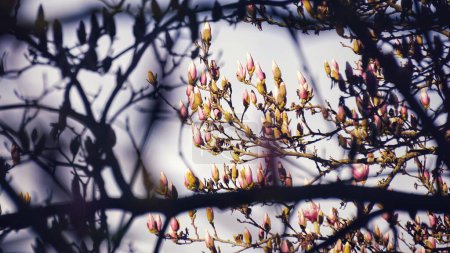 Foto de Flores. La magnolia florece. Luz y sombra. Fondo rosa. Universidad Duke. Sensaciones de primavera. - Imagen libre de derechos