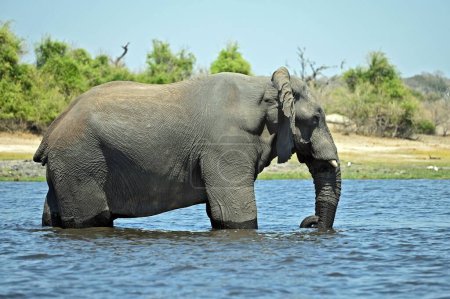 Foto de Un solo elefante cruzando el río Chobe, en Chobe National Part en Botswana, Af - Imagen libre de derechos