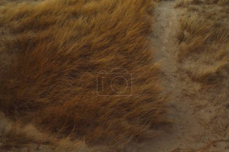 Foto de Una toma de alto ángulo de cañas marrones secas creciendo en un campo arenoso - Imagen libre de derechos