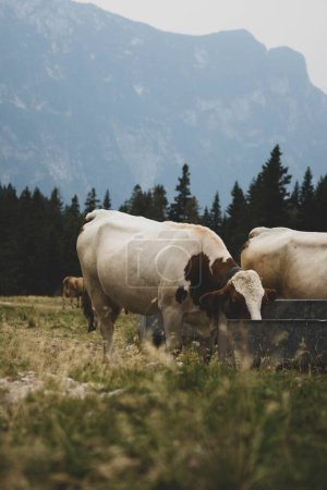 Téléchargez les photos : Plan vertical d'une vache beige broutant dans une ferme pendant la journée - en image libre de droit
