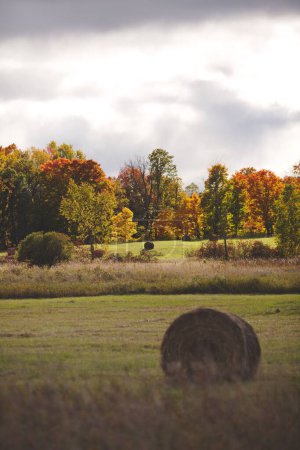 Foto de Una toma vertical de pacas de heno seco en un pasto de otoño en Ontario, Canadá - Imagen libre de derechos