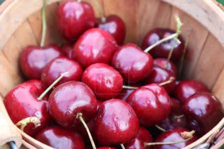 Photo for A closeup of fresh red cherries in a wood bucket in a farmer's market - Royalty Free Image