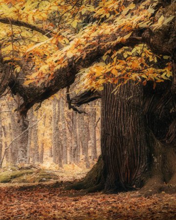 Foto de Un hermoso castaño con efecto Orton en un bosque en otoño - Imagen libre de derechos
