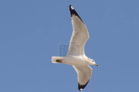 Photo for A closeup of the white ring-billed gull (Larus delawarensis) flying under a blue sky in the daytime - Royalty Free Image