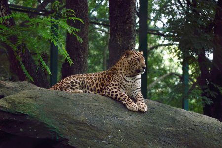 Foto de Un primer plano de un leopardo (Panthera pardus) en la roca en Bannerghatta Biological Park, Bangalore, India - Imagen libre de derechos