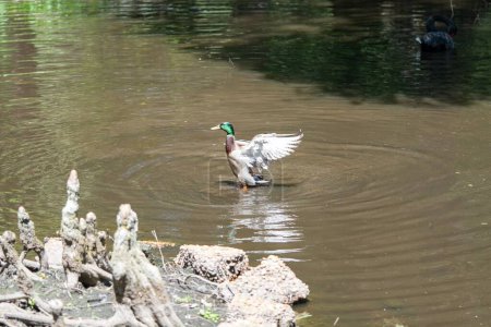 Photo for A mallard duck (Anas platyrhynchos) swimming in the Swan Lake Iris Gardens in Sumter, South Carolina - Royalty Free Image