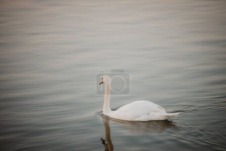 Foto de Hermoso cisne blanco nadando en el agua al atardecer - Imagen libre de derechos