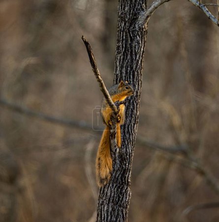 Téléchargez les photos : Plan rapproché d'un bel écureuil renard perché sur une branche d'arbre dans une forêt - en image libre de droit