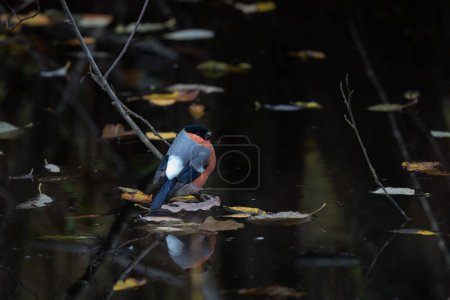 Photo for A close-up shot of a Eurasian bullfinch sitting on a branch in the water - Royalty Free Image