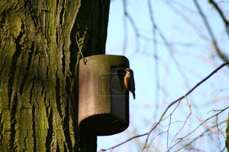 Foto de Un mirlo euroasiático aferrado a una caja de nidos colgando de un árbol en el parque en un día soleado - Imagen libre de derechos