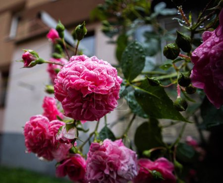 Téléchargez les photos : Une mise au point sélective de fleurs roses roses dans un jardin - en image libre de droit