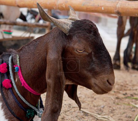 Foto de Una cabra marrón en una granja en el pueblo - Imagen libre de derechos