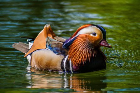Téléchargez les photos : Un gros plan d'un joli petit canard flottant dans le lac calme - en image libre de droit