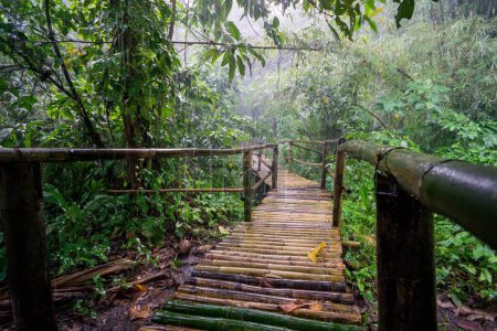 Téléchargez les photos : Un beau cliché d'un pont de bambou dans une jungle pluvieuse aux Philippines - en image libre de droit