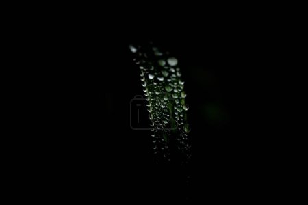 Foto de Una macro toma de gotas de agua sobre una hoja verde sobre fondo negro - Imagen libre de derechos