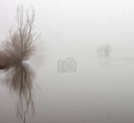 Téléchargez les photos : Paysage d'un lac entouré d'arbres couverts de brouillard par une journée sombre - en image libre de droit