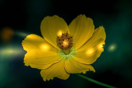 Foto de Un primer plano de una flor cosmos de azufre amarillo con un efecto de luz en los pétalos anchos - Imagen libre de derechos
