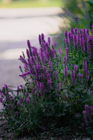 Photo for A beautiful view of lavenders in the garden - Royalty Free Image