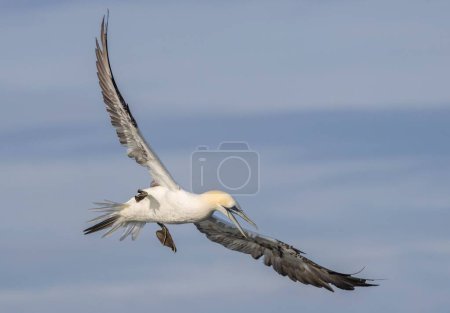 Téléchargez les photos : Plan rapproché d'un Fanet nordique volant avec ses ailes grandes ouvertes - en image libre de droit
