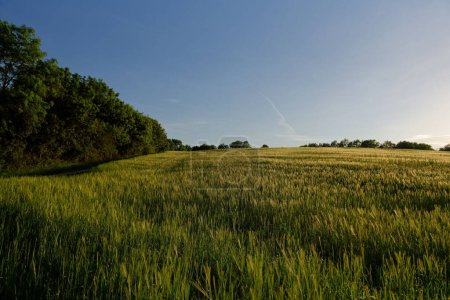 Téléchargez les photos : Un vaste paysage herbeux par un beau jour de printemps sous un ciel bleu - en image libre de droit