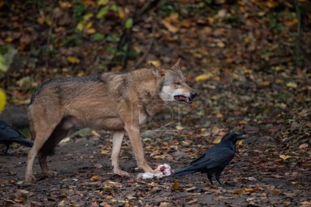Un loup eurasien mangeant la proie dans le champ avec des corbeaux