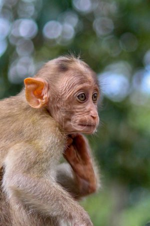 Photo for Closeup of cute little adorable asian baby monkey sitting on jungle with bokeh background - Royalty Free Image