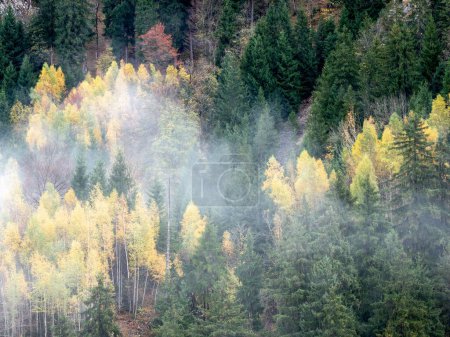 Téléchargez les photos : Vue aérienne d'une forêt située à Hohenschwangau, en Allemagne - en image libre de droit