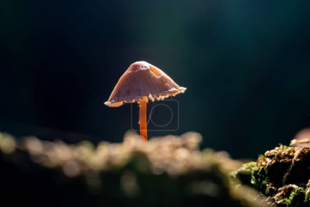 Téléchargez les photos : Un petit champignon dans la forêt - en image libre de droit