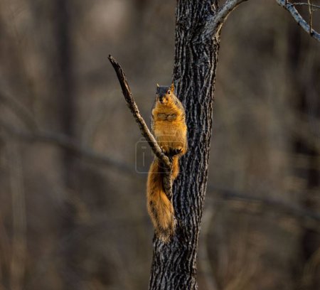 Foto de Un primer plano de una linda ardilla marrón de pie sobre una rama de un árbol sobre un fondo borroso - Imagen libre de derechos