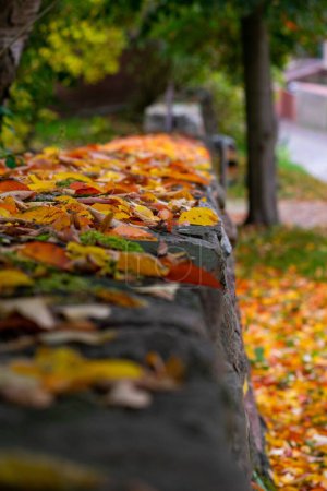 Foto de Un enfoque selectivo de hojas amarillas caídas sobre una barandilla de piedra en otoño - Imagen libre de derechos