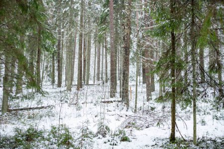Téléchargez les photos : Une vue du paysage en hiver avec un sol enneigé et de l'herbe vue à travers le fond des arbres - en image libre de droit