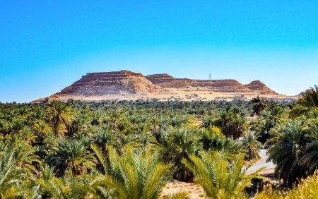 Foto de Una vista del paisaje del Oasis de Siwa con montañas rocosas y palmeras en Egipto - Imagen libre de derechos