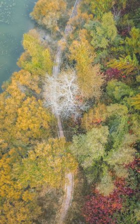Photo for An aerial top view of a road along a lake near a bare tree in a forest in autumn - Royalty Free Image