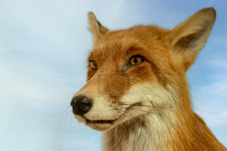 Photo for A closeup of a Dhole against a cloudy blue sky - Royalty Free Image