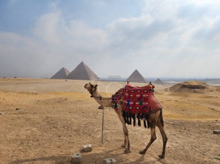 Ein Kamel steht in der Wüste mit den großen Pyramiden von Gizeh Kairo Ägypten