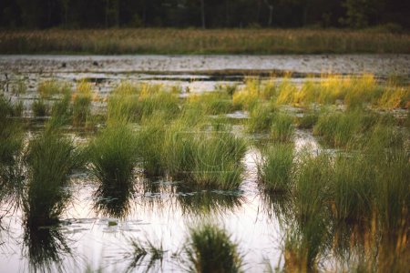 Foto de Una vista del paisaje de la hierba creciendo en el agua en el área de conservación de Frink en Ontario, Canadá - Imagen libre de derechos