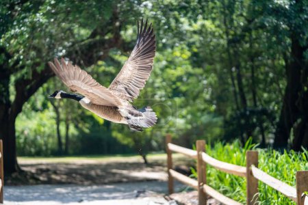 Foto de Un ganso brent (Branta bernicla) en movimiento cerca del Swan Lake Iris Gardens en Sumter, Carolina del Sur - Imagen libre de derechos