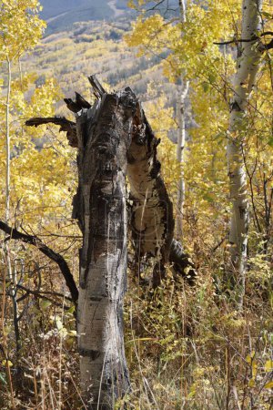 Photo for A vertical shot of a fallen aspen tree in a forest in autumn - Royalty Free Image
