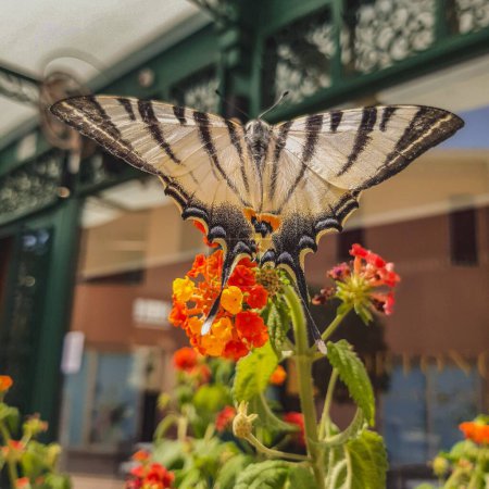Téléchargez les photos : Un gros plan vertical d'un beau gros papillon assis sur une plante florale - en image libre de droit