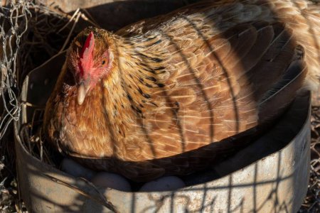 Foto de Una gallina incuba sus huevos dentro de un recipiente de aluminio - Imagen libre de derechos