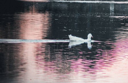 Foto de Un pato blanco al atardecer, en Veteran 's Oasis Park, Chandler, Arizona, EE.UU. - Imagen libre de derechos