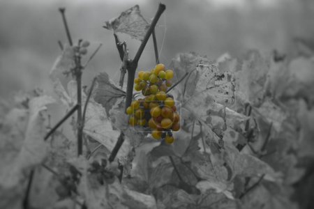 Téléchargez les photos : Gros plan d'un bouquet de raisins poussant dans un vignoble de Rheinhessen, partiellement tourné en niveaux de gris - en image libre de droit